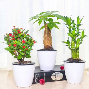 室内客厅适合放什么植物 客厅装饰适合放哪些植物