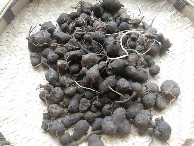 山地适合种什么药材 山地适合种植哪些草药？