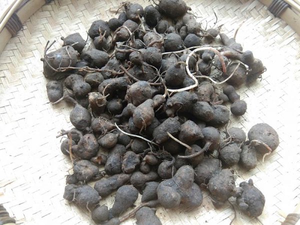 山地适合种什么药材