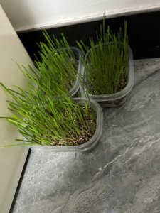 水培猫草种植方法 使用水培方法种植猫草
水培方式培育猫草