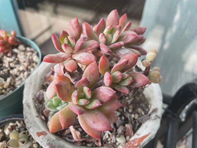 肉肉的花语是什么 浓郁的花语是什么