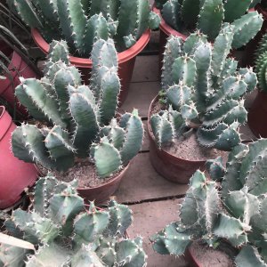 麒麟仙人掌怎么繁殖 如何繁殖麒麟仙人掌？