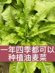 南方一年四季种什么菜 种植南方四季蔬菜
南方四季蔬菜种植指南