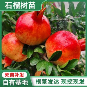 无籽石榴适合种植条件 适合种植无籽石榴的条件