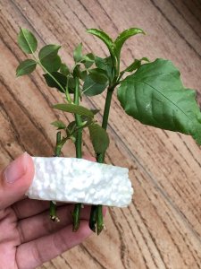 玫瑰生根粉泡根要多久 玫瑰生根粉浸泡时间需要多久？