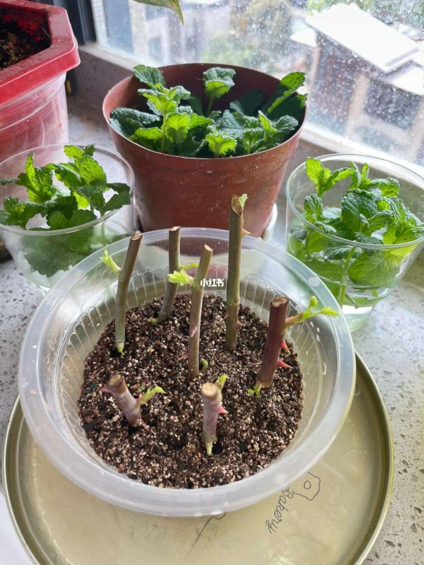 买来的玫瑰花怎样插活