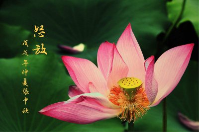 荷花象征什么精神品质 荷花代表何种品质？