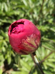 牡丹花喜欢阳光吗 牡丹花适合阳光吗？
