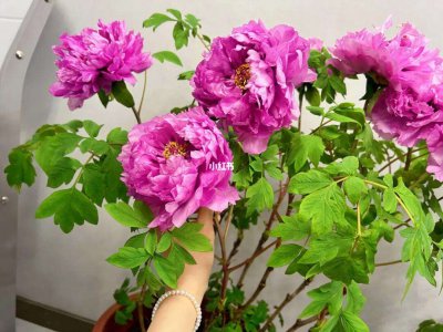 牡丹花能在家里养吗 家中可以种植牡丹花吗？