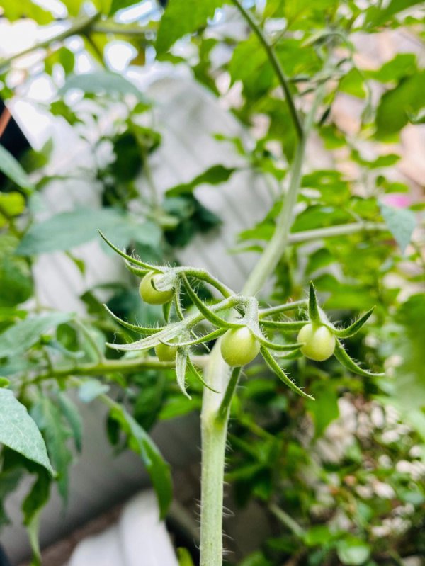 西红柿多久开花结果