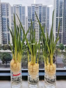 水培大蒜头能收割几次 水培大蒜头可多次收割吗？