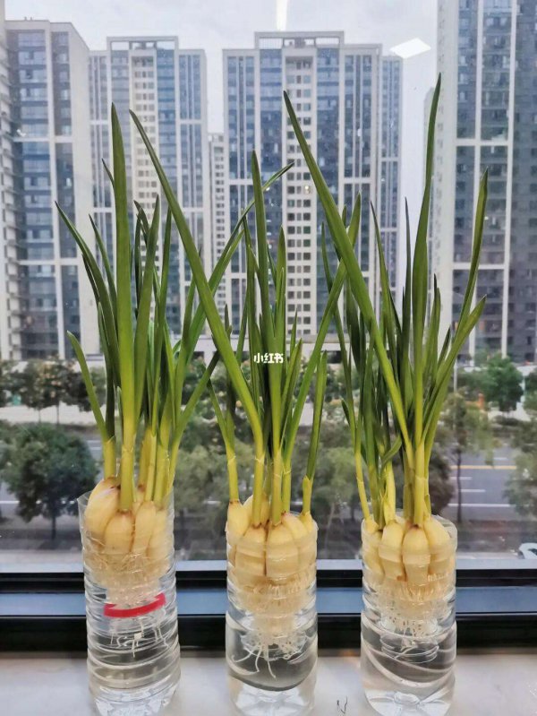 水培大蒜头能收割几次
