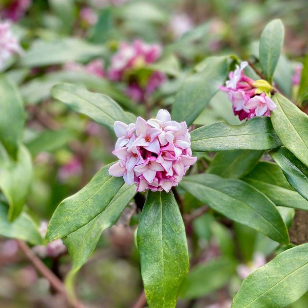 沈丁花花语
