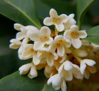 桂花花瓣像什么 桂花花瓣仿佛精美的绣球