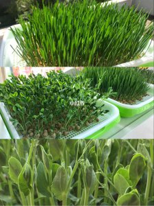 豌豆芽苗菜怎么种 如何种植豌豆芽苗菜
种植豌豆芽苗的方法