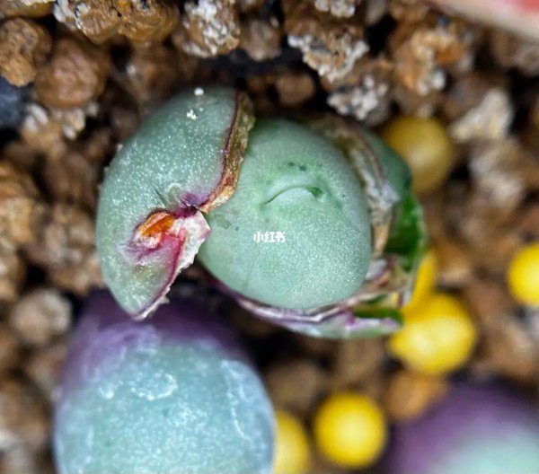 生石花蜕皮后变小怎么回事