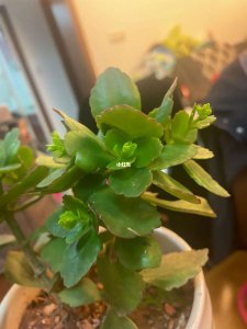 长寿花不长花骨朵怎么补救 长寿花花苞不开怎么处理？