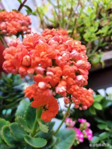 长寿花怎么养护才能够让它开出繁茂的花朵