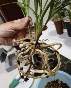 大盆兰花换盆后一年内能不能施肥 换盆后一年内可以施肥吗？