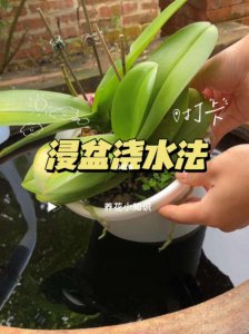 给君子兰浇水为何不能长期使用浸盆法