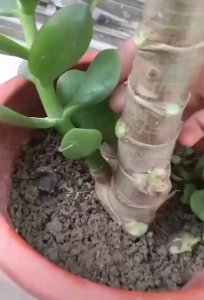 玉树的枝头不生长侧芽猛长得原因 玉树侧芽猛长的原因