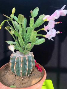 蟹爪兰怎么养护不仅增根还壮花 蟹爪兰的养护技巧让根茎更强壮并促进开花