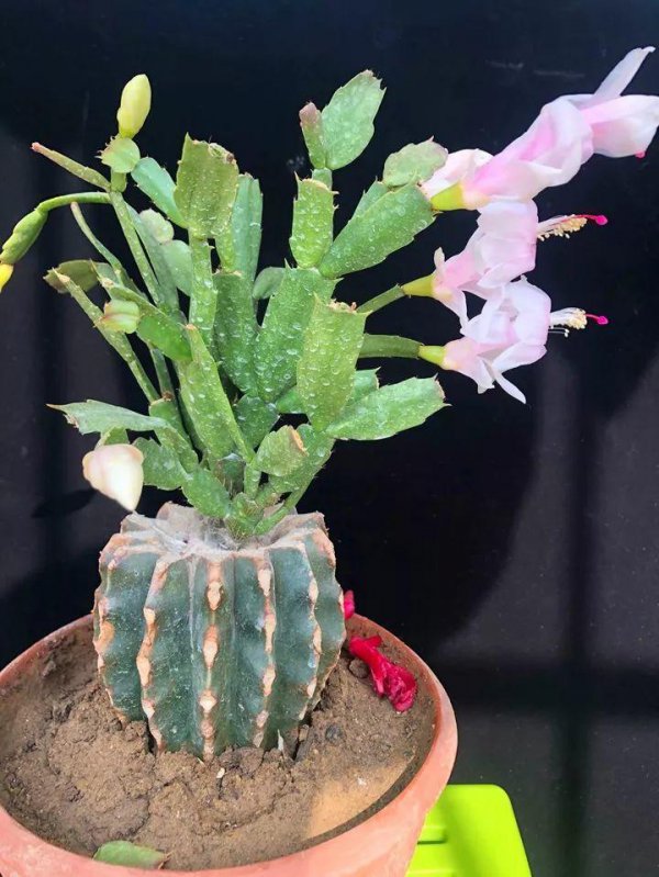 蟹爪兰怎么养护不仅增根还壮花