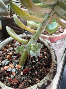 多肉用了爆芽素没效果是怎么回事 多肉植物使用爆芽素无效果的原因是什么？