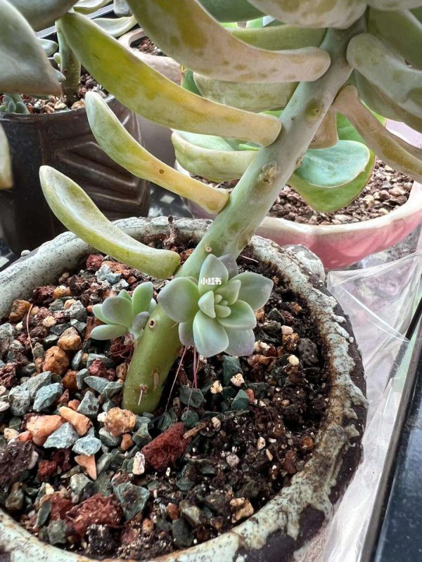 多肉用了爆芽素没效果是怎么回事