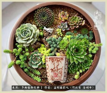 多肉拼盆需要满足哪些条件 多肉拼盆的条件要求是什么？