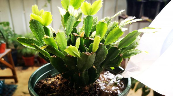 蟹爪兰怎样养护才能保蕾
