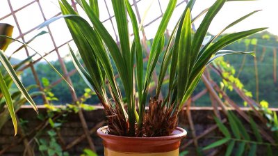 用什么植料养护兰花可以养殖出极好的状态