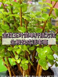 金枝玉叶如何正确浇水 如何正确给金枝玉叶浇水