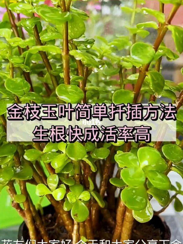 金枝玉叶如何正确浇水
