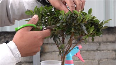 杜鹃花的修剪方法 杜鹃花的修剪技巧
修剪杜鹃花的正确方法