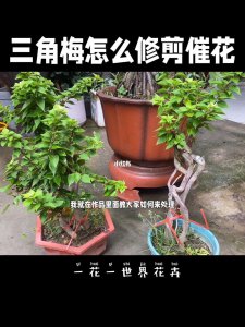 冬季三角梅如何修剪 怎样修剪冬季三角梅？