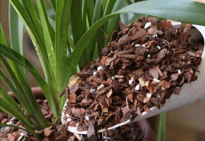 兰花养护选择什么植料 兰花养护的植料选择
兰花栽培的适宜植料
