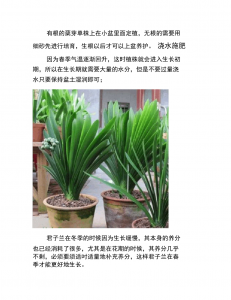 君子兰换盆后怎么养护避免根系烧伤