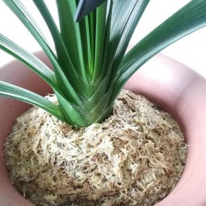 君子兰用什么植料养不烂根 君子兰选用何植料不烂根
