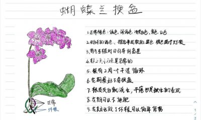 夏季养护蝴蝶兰浇水注意事项 夏季蝴蝶兰浇水要点