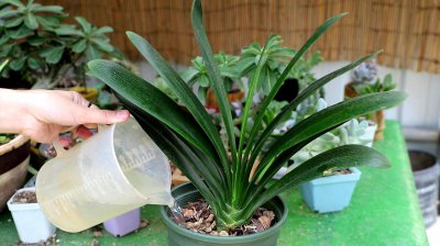 夏季养护君子兰施肥需要注意些什么