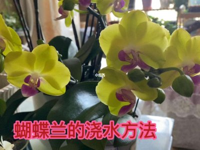 如何判断蝴蝶兰浇水量 怎样确定蝴蝶兰的适量浇水