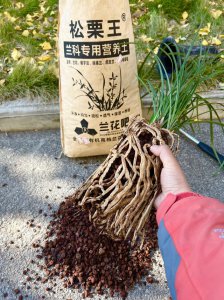 兰花施肥原则 兰花施肥规则