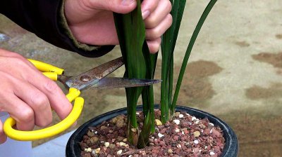 兰花长出新芽为什么要及时修剪 修剪兰花新芽的重要性