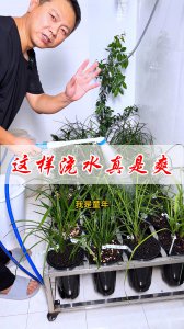 给兰花浇水的秘诀 浇水技巧助力兰花生长