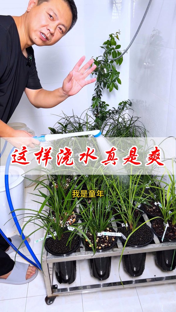 给兰花浇水的秘诀