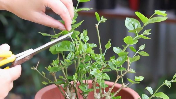茉莉花修剪后怎么养促花又壮花