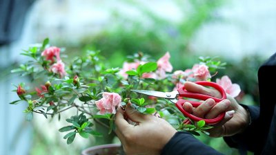 杜鹃花花谢后残花如何修剪合适 杜鹃花凋谢后如何修剪更好