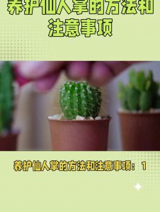 仙人掌如何正确的浇水 正确的仙人掌浇水方法