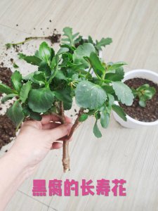 长寿花如何扦插繁殖好成活 长寿花扦插技巧繁殖高成功率